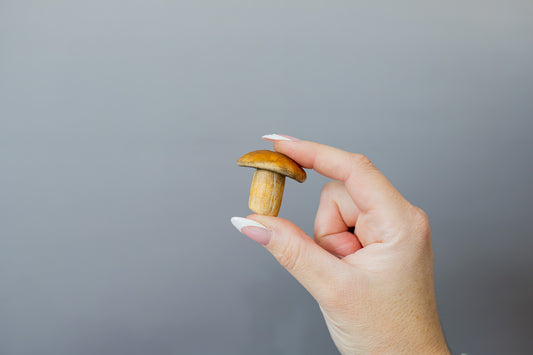 Mushroom Magnet